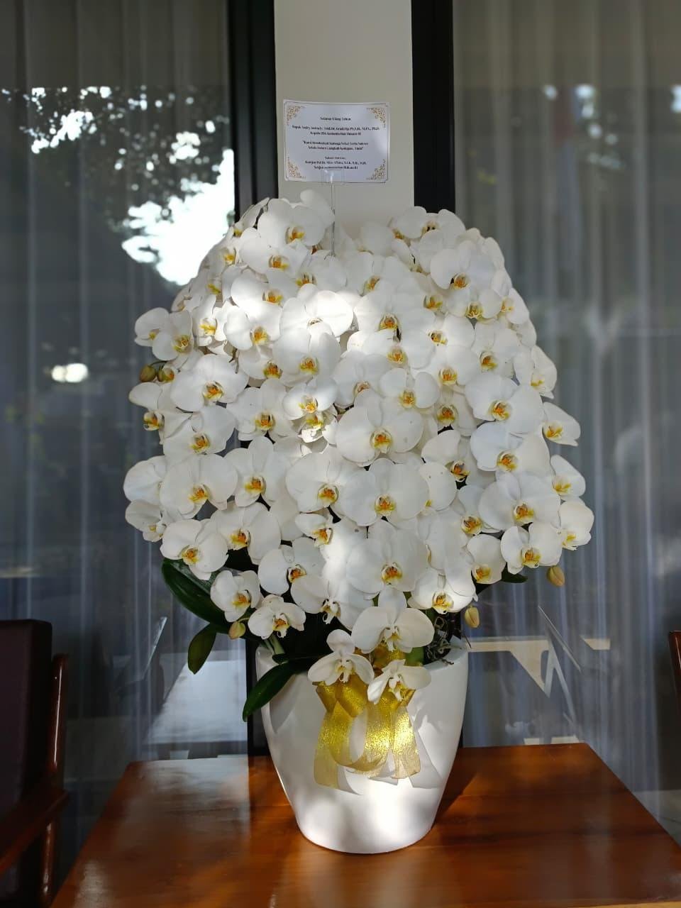 Rangkaian anggrek bulan putih phalaenopsis premium Cikarang ukuran jumbo
